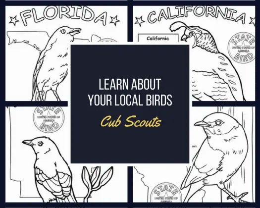 Resource for cub scouts to learn about local birds