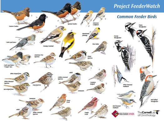 bird feederwatch poster