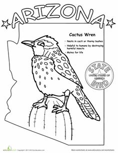 Learn About Your State Bird Worksheets